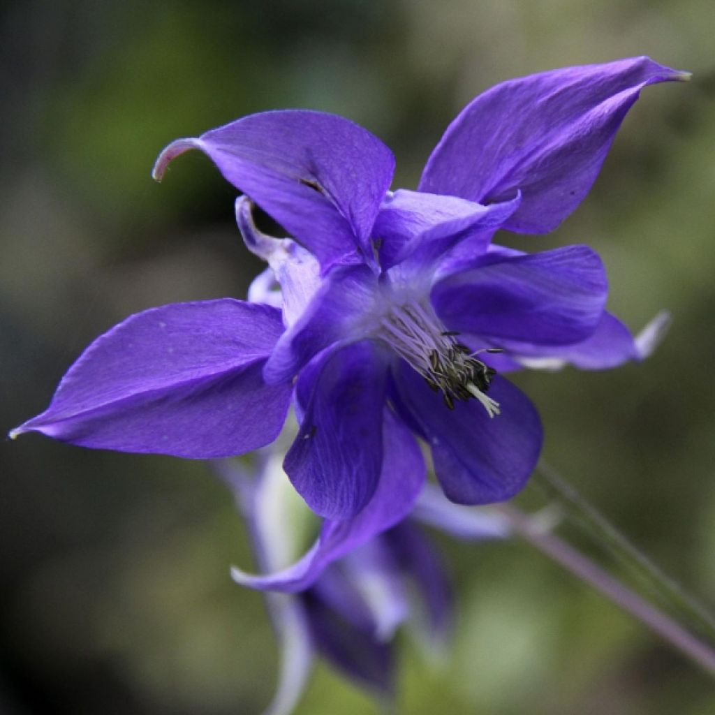 Aquilegia vulgaris - Columbine