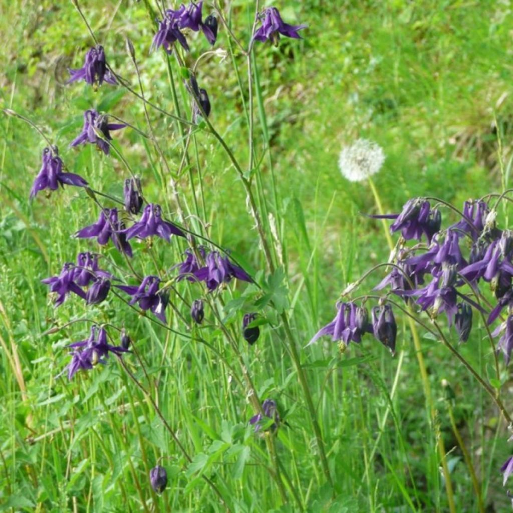 Aquilegia vulgaris - Columbine
