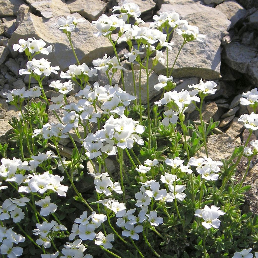 Arabis ferdinandi-coburgii