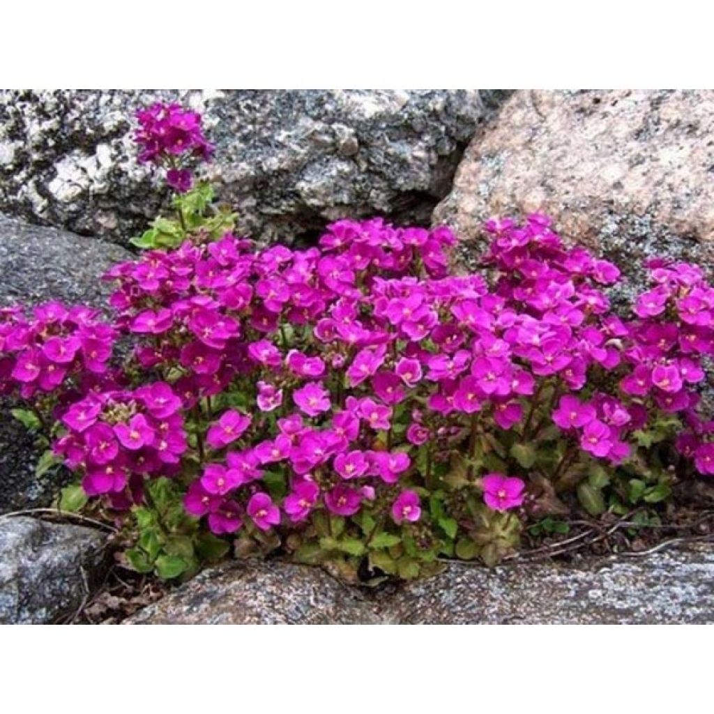 Arabis alpina subsp. caucasica Hedi
