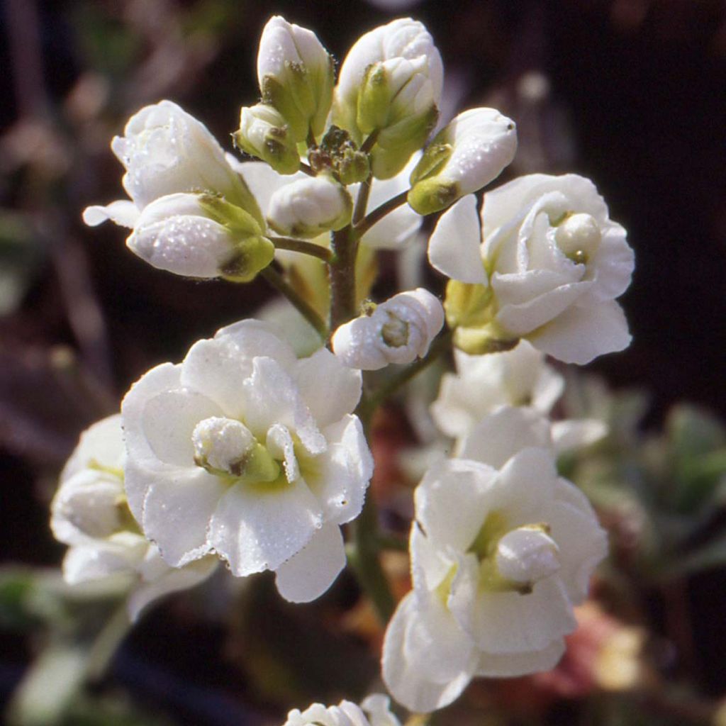 Arabis alpina subsp. caucasica Plena