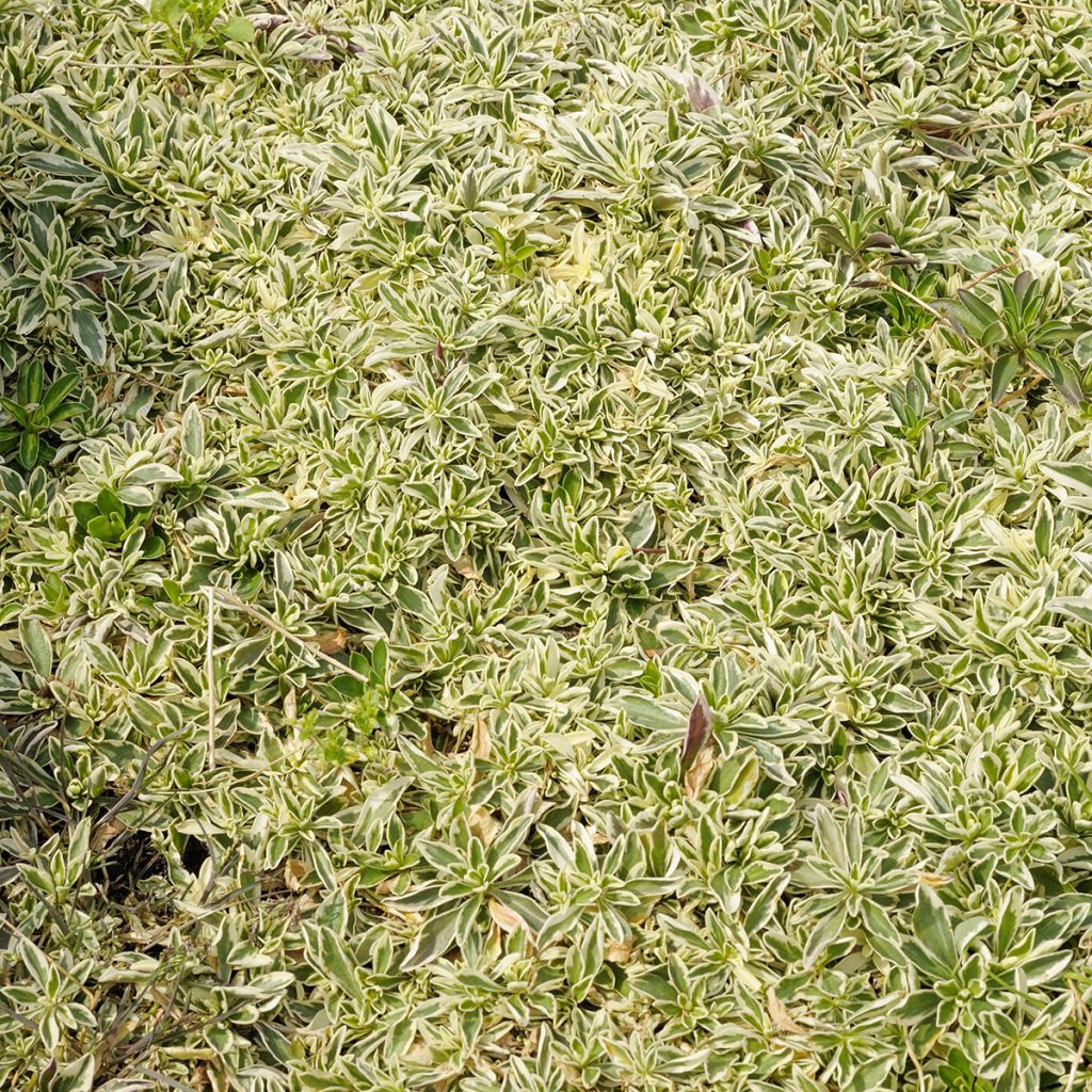 Arabis ferdinandi coburgii Variegata