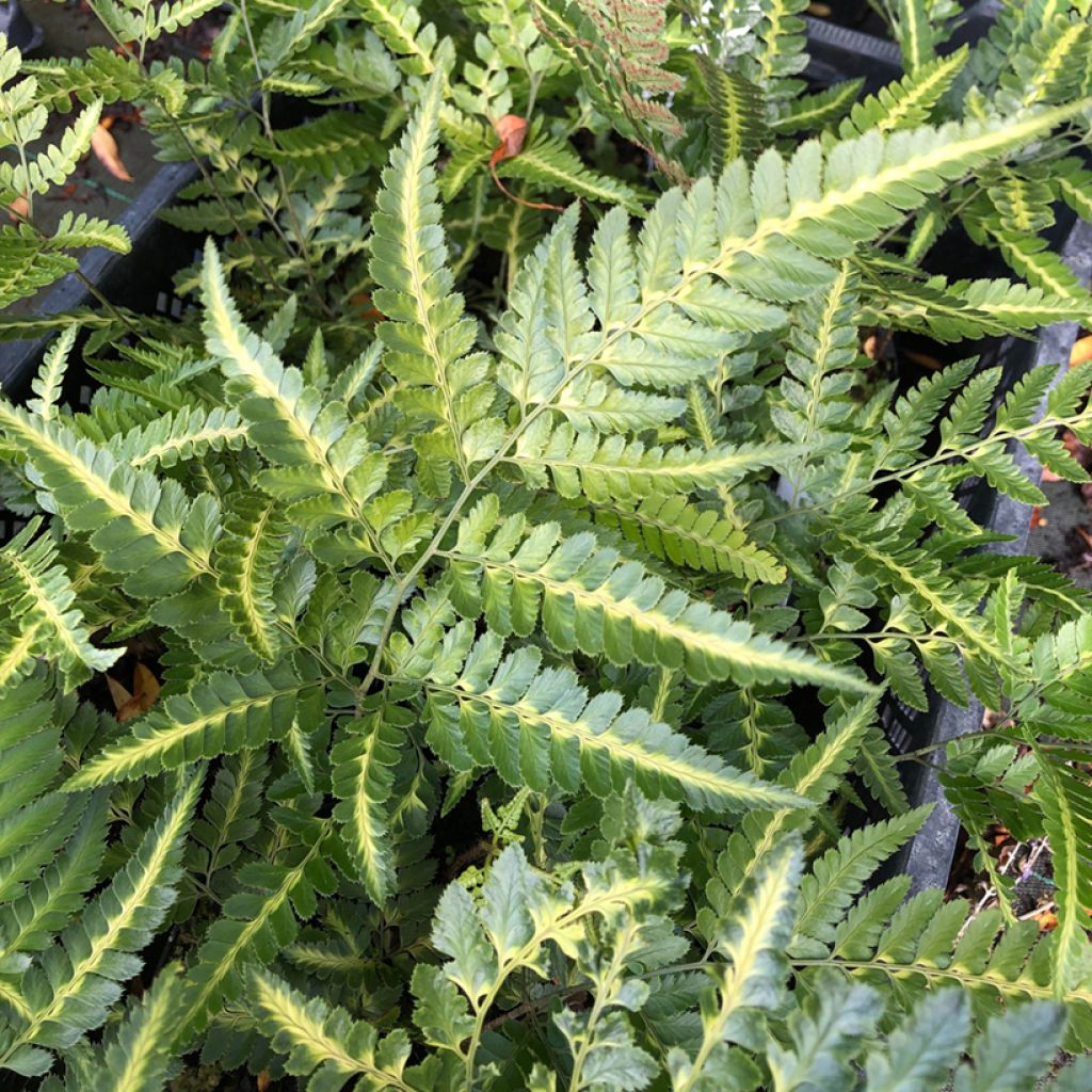 Arachniodes simplicior