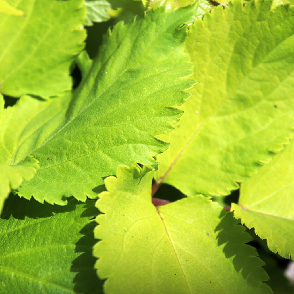 Aralia cordata Sun King