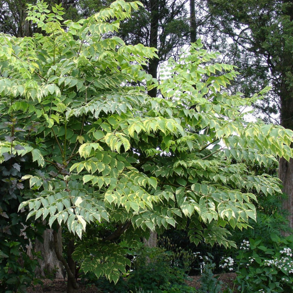 Aralia elata Golden Umbrella