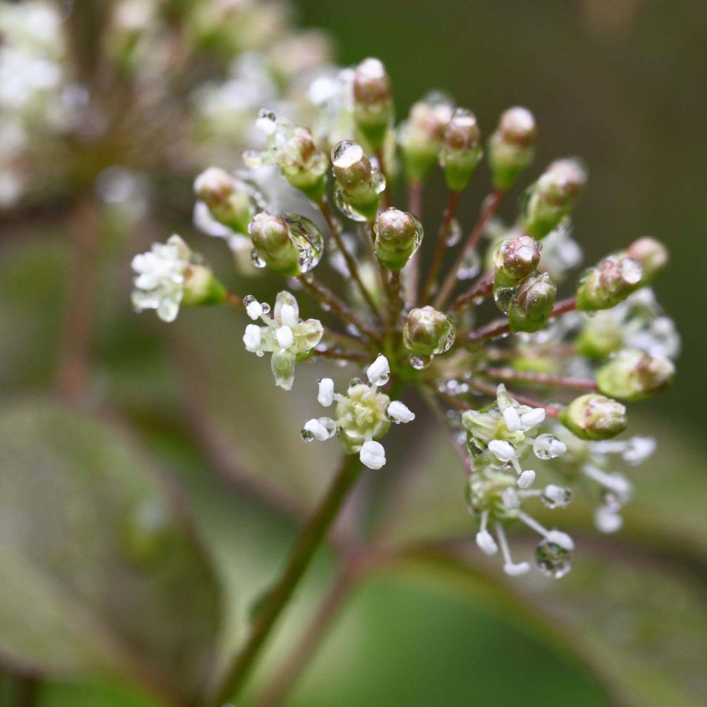 Aralia nudicaulis - Japanese Spikenard