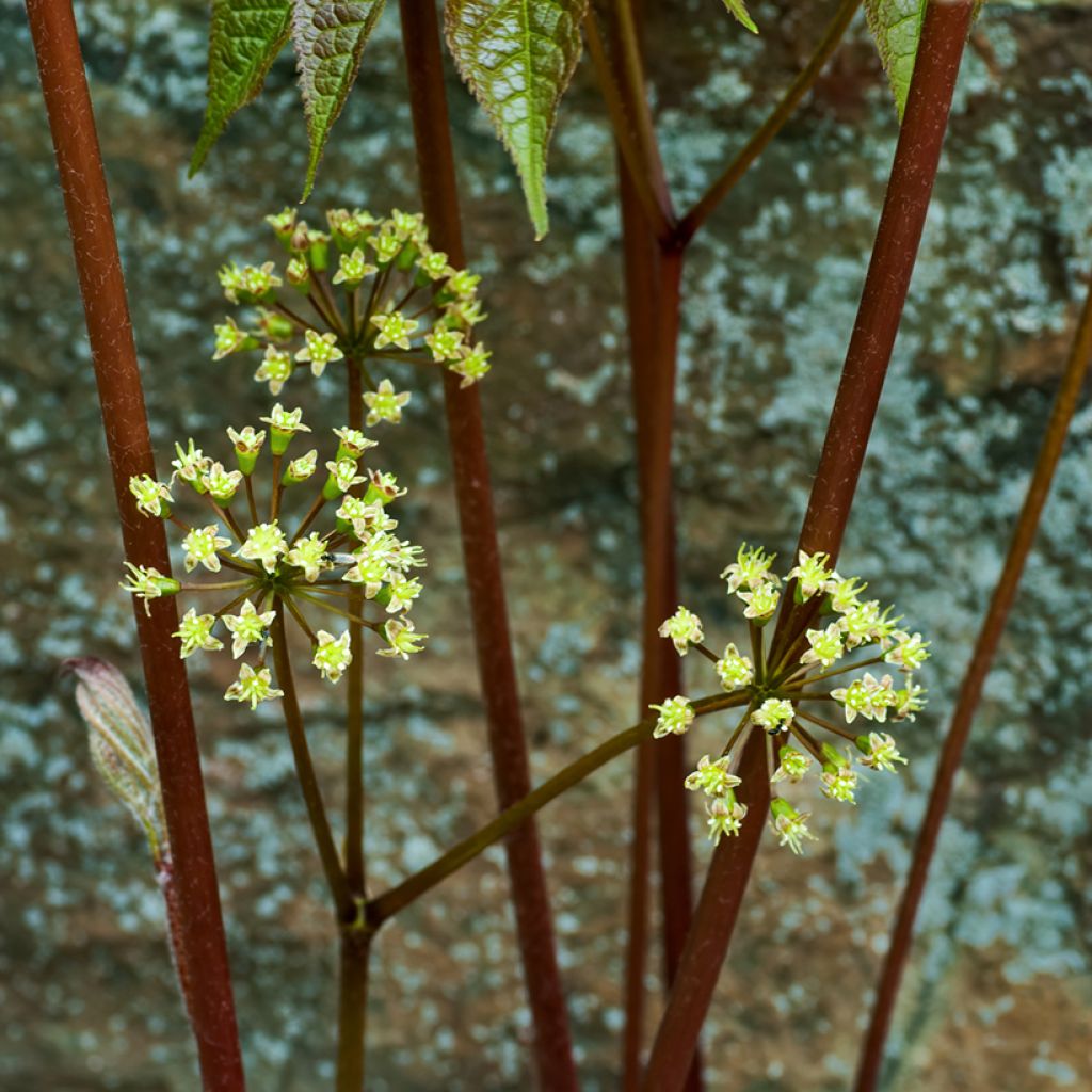 Aralia nudicaulis - Japanese Spikenard