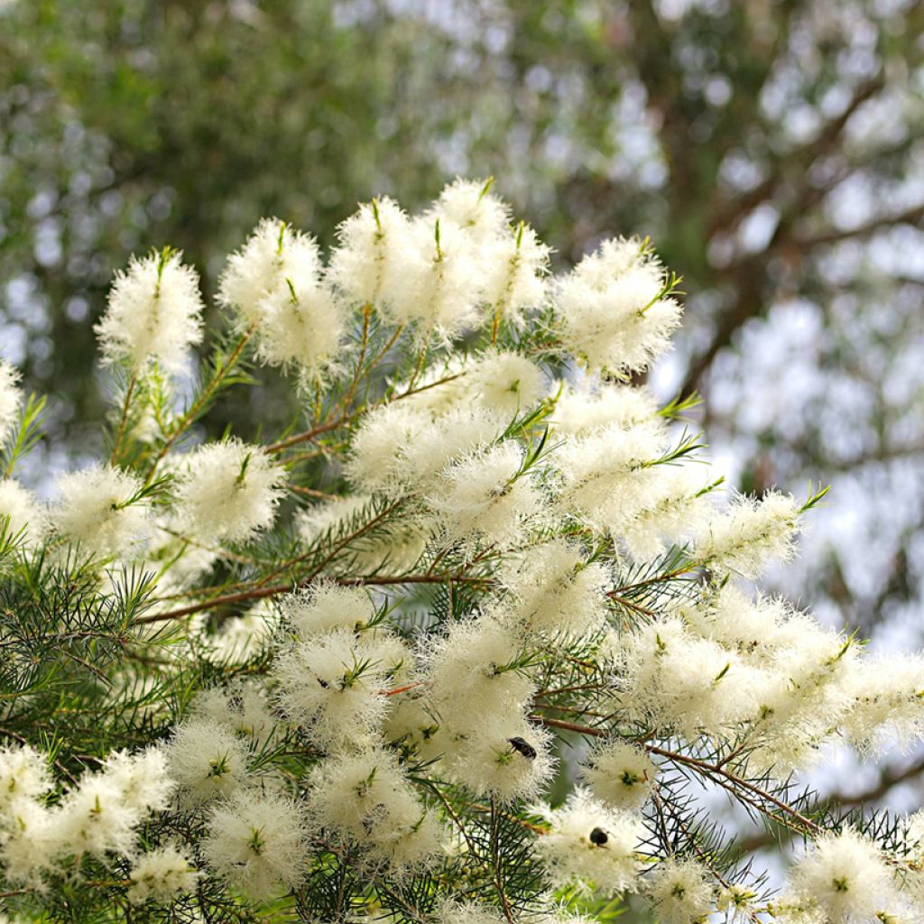 Melaleuca alternifolia - Tea tree