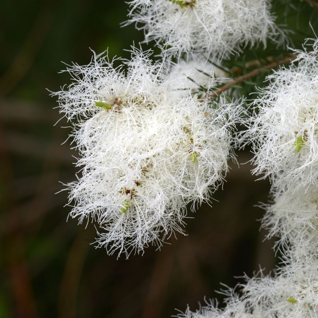 Melaleuca alternifolia - Tea tree