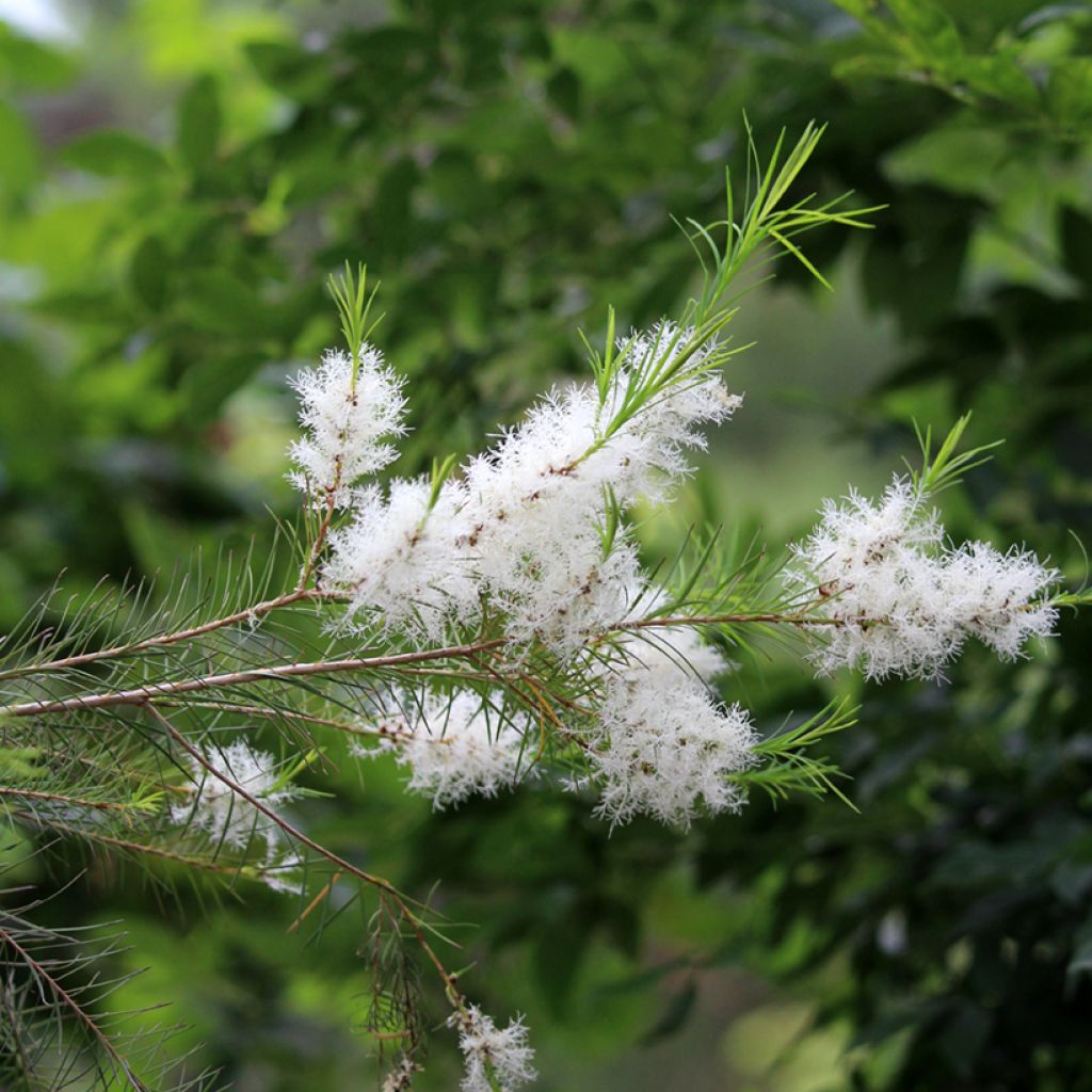 Melaleuca alternifolia - Tea tree