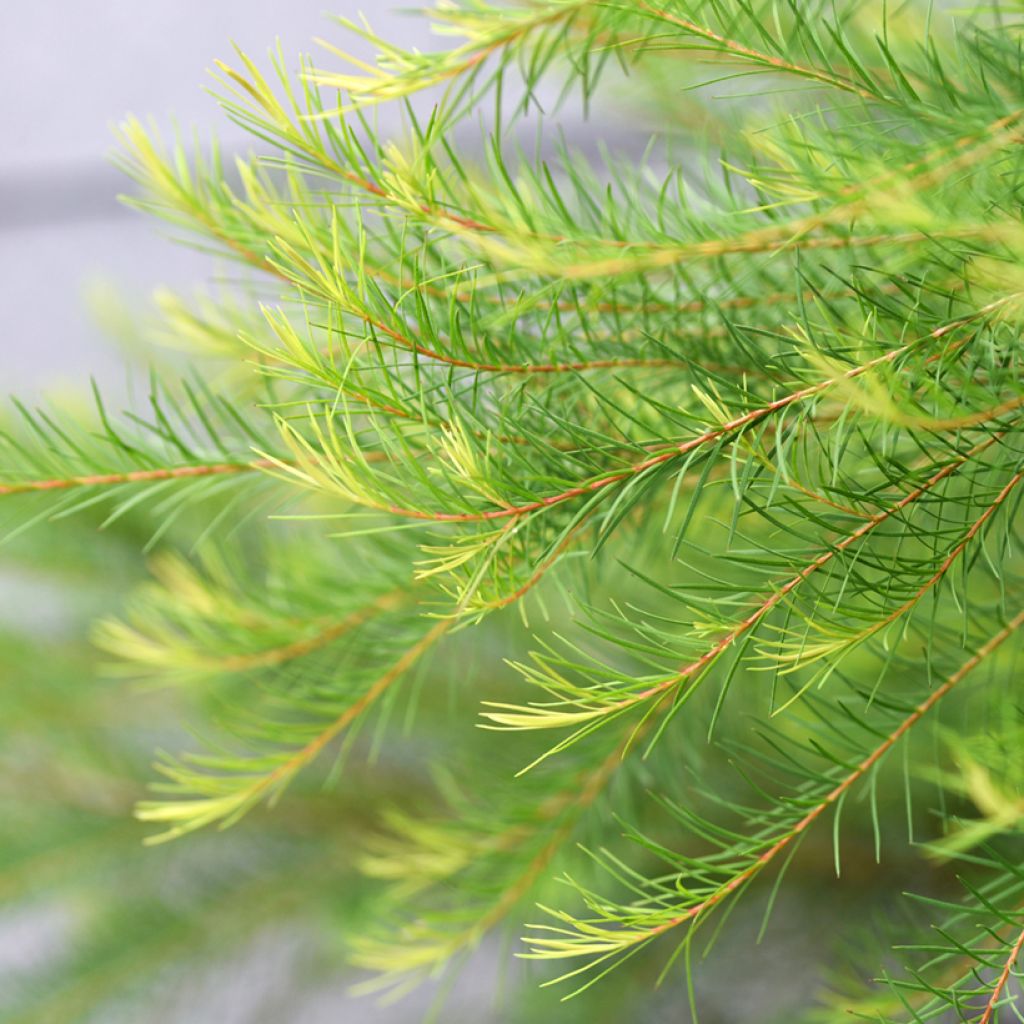 Melaleuca alternifolia - Tea tree