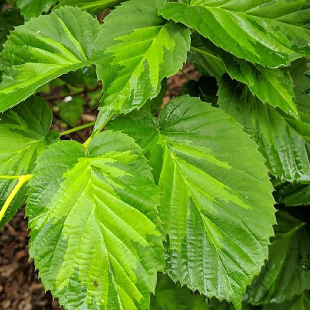 Davidia involucrata Lady Dahlia - Dove Tree