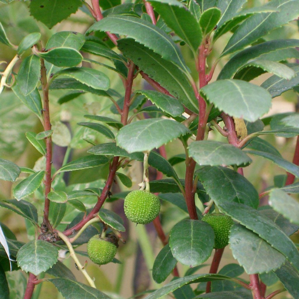 Arbutus unedo Compacta - Strawberry tree