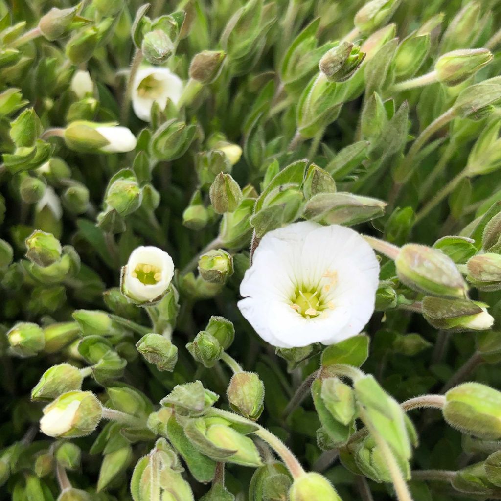 Arenaria montana