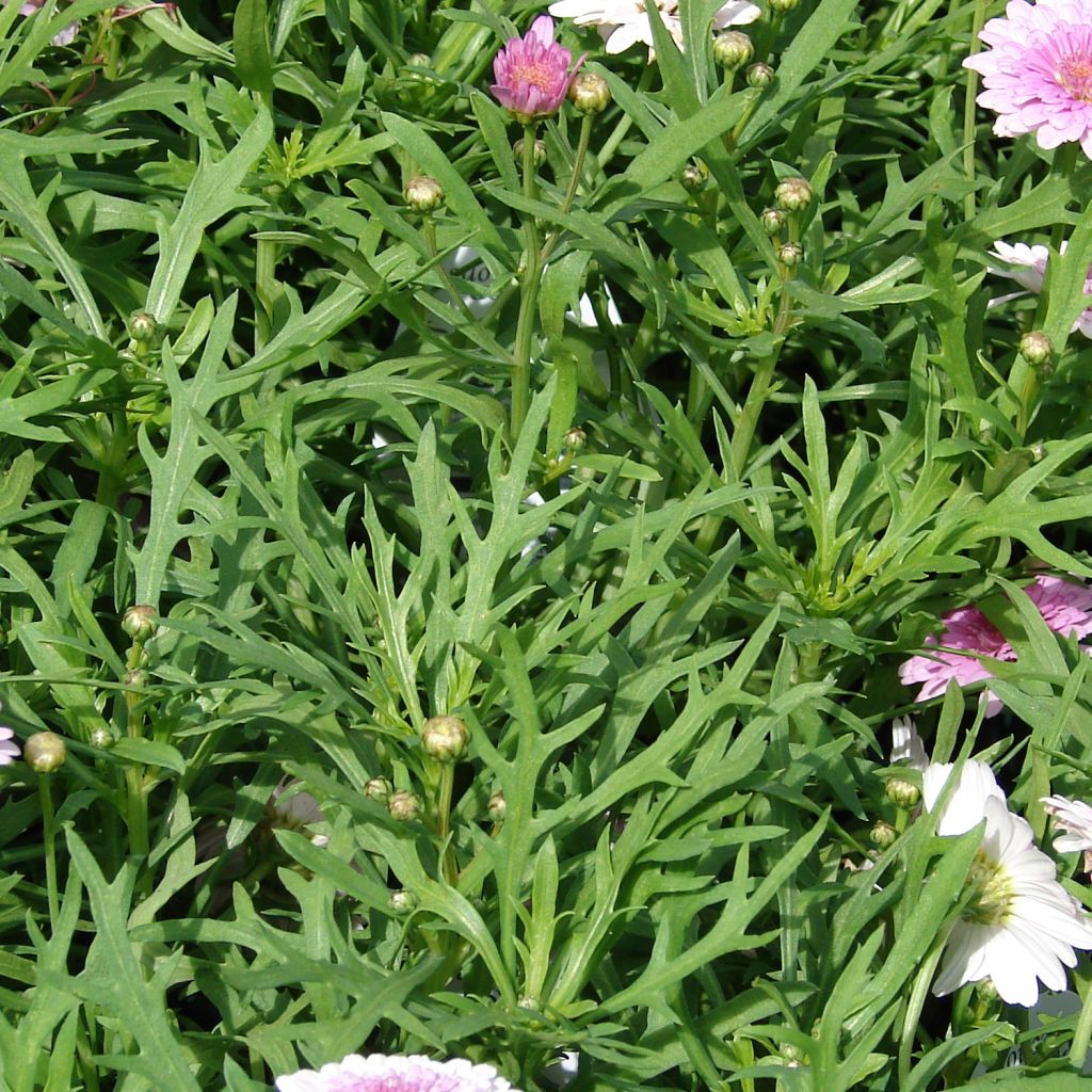 Argyranthemum Summer Melody - Marguerite