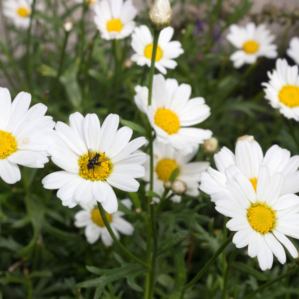 Argyranthemum frutescens Everest White - Marguerite bush