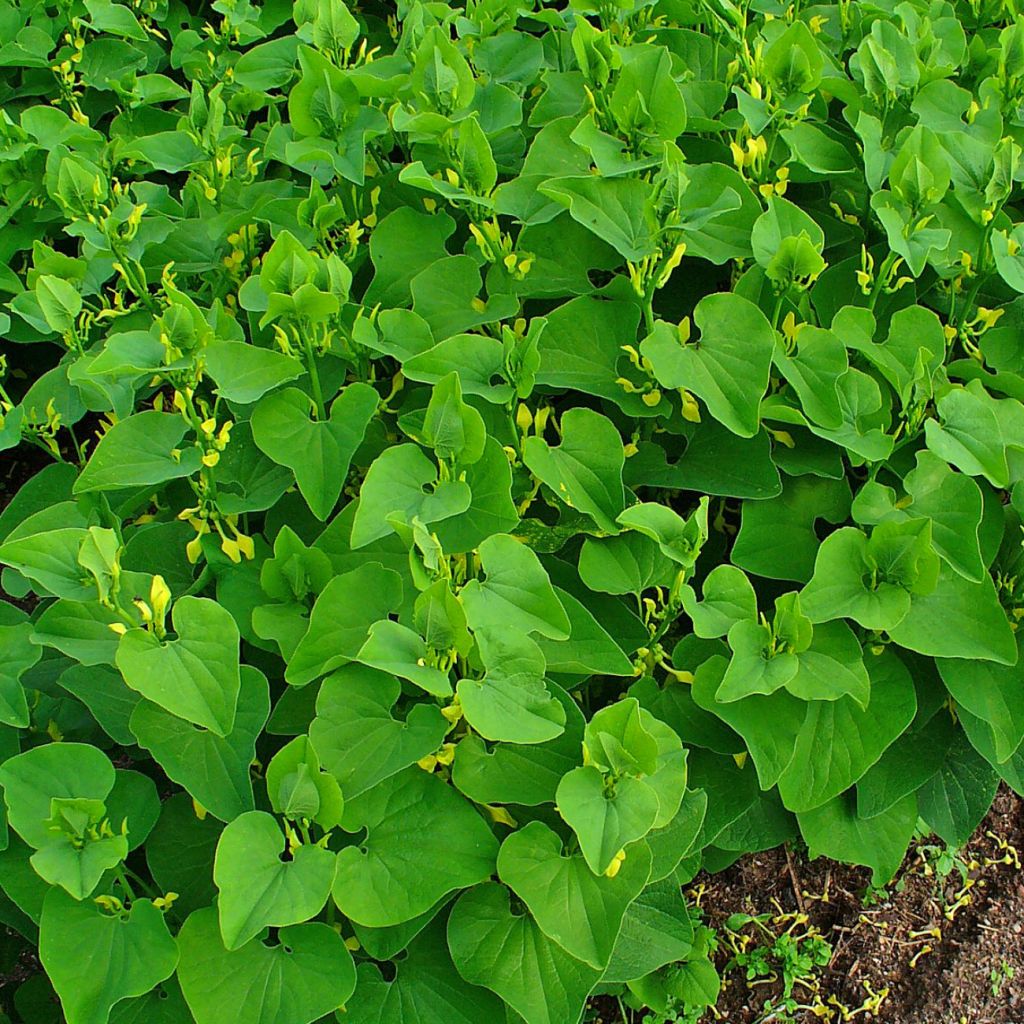 Aristolochia clematitis 