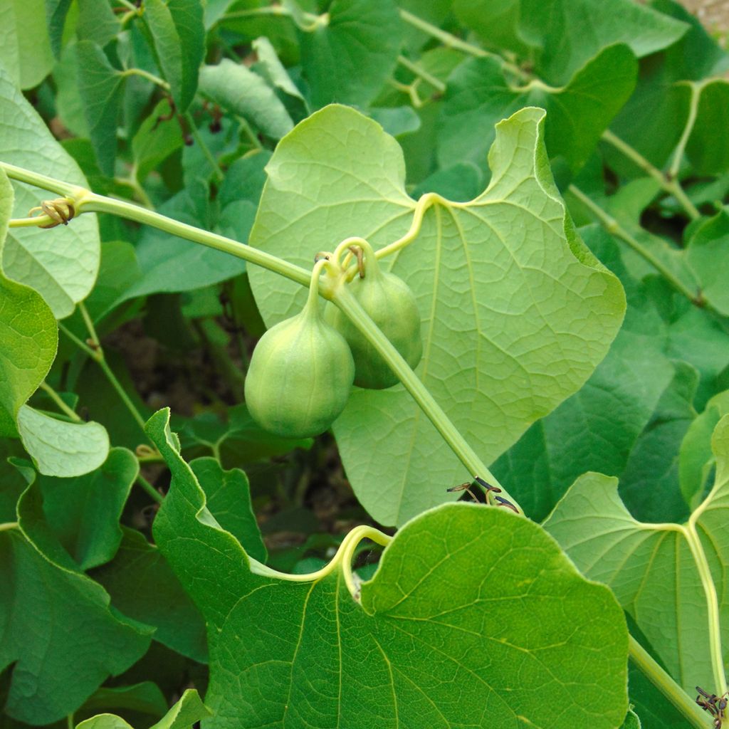 Aristolochia clematitis 