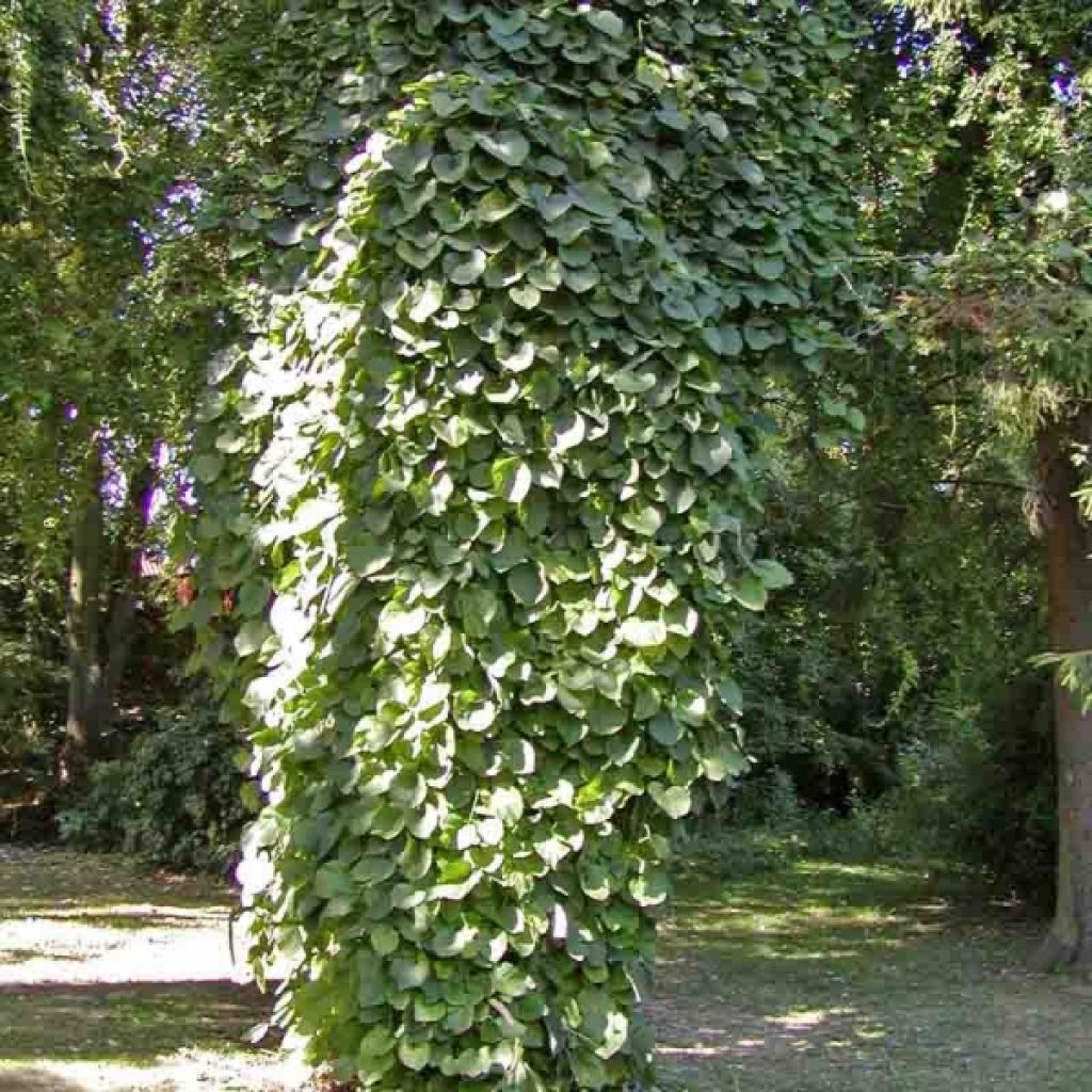 Aristolochia durior 