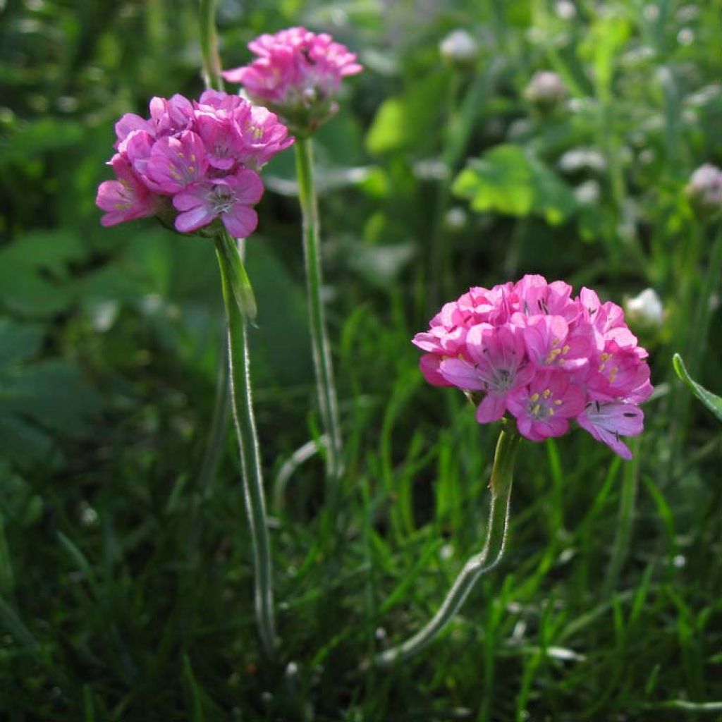 Armeria maritima Rosea - Sea Thrift
