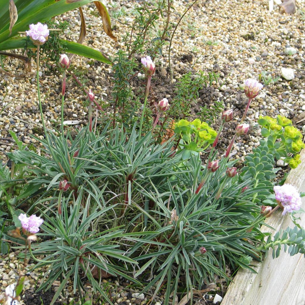 Armeria welwitschii - Sea Thrift