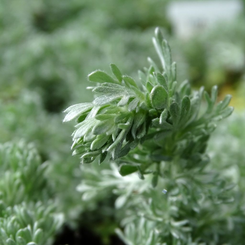 Artemisia schmidtiana Nana
