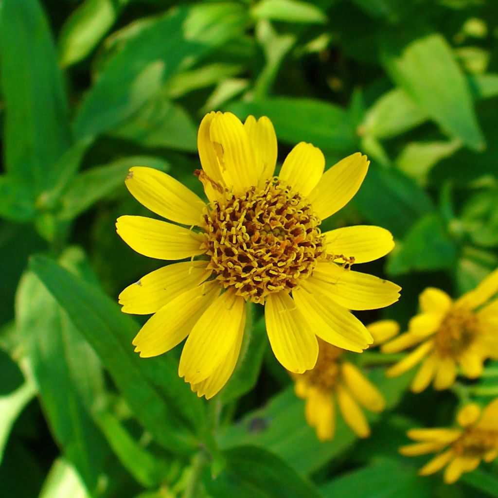 Arnica chamissonis