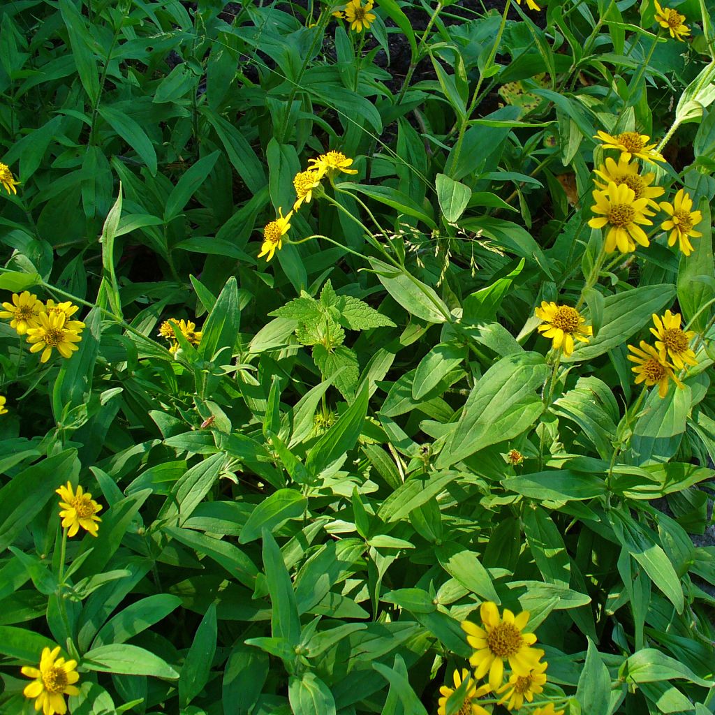 Arnica chamissonis