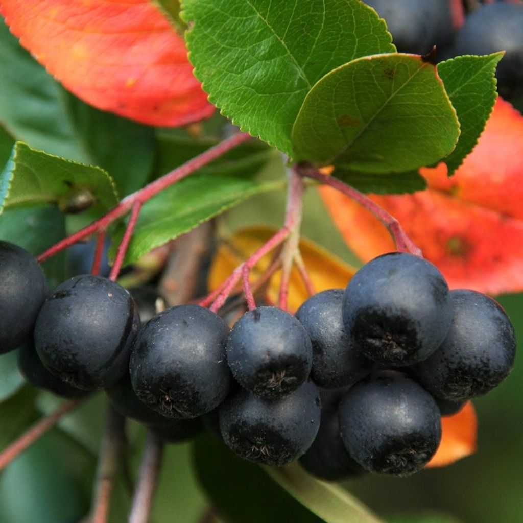 Aronia melanocarpa