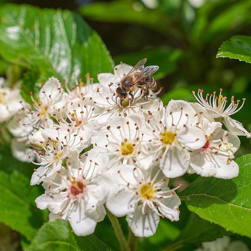 Aronia melanocarpa