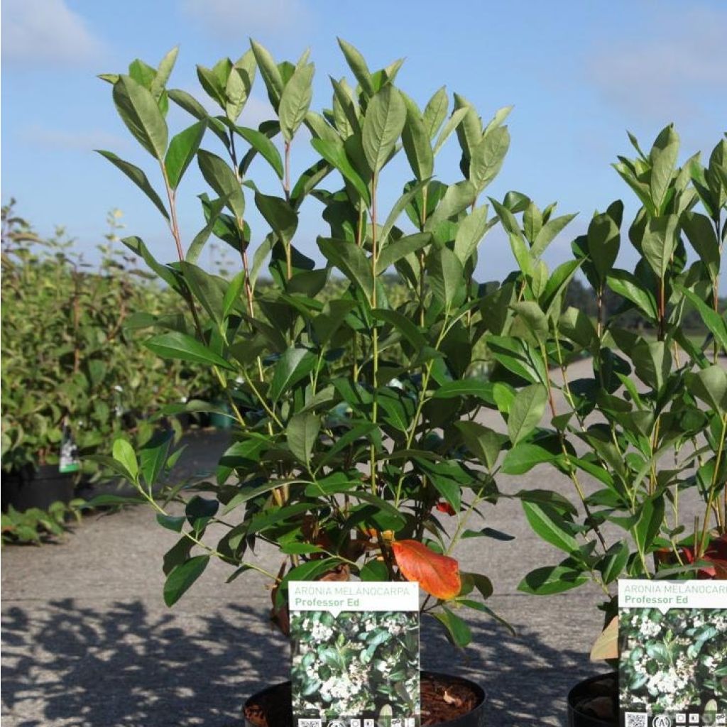 Aronia melanocarpa