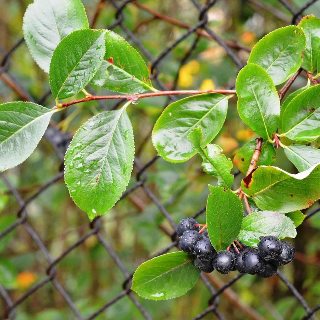Aronia melanocarpa