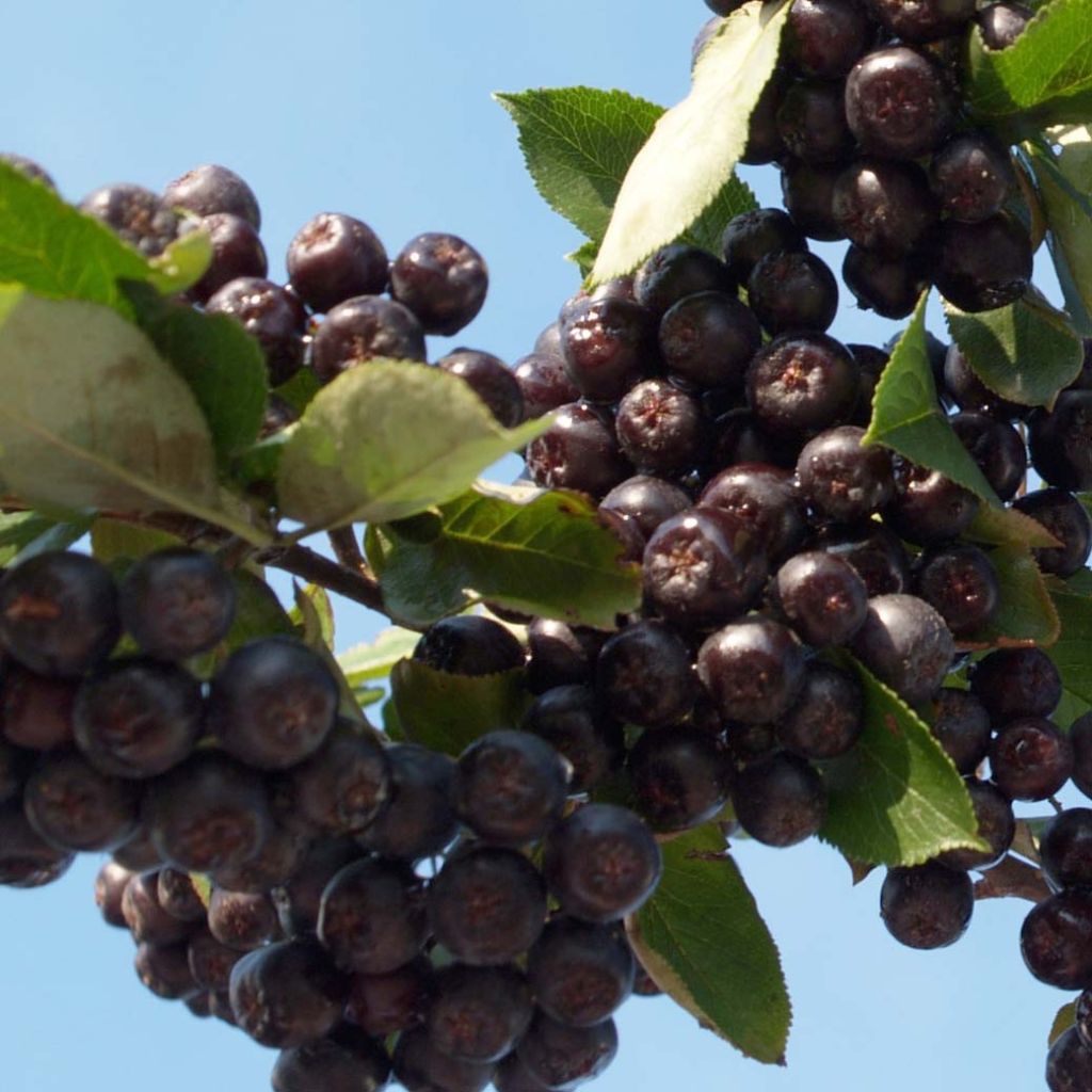 Aronia x prunifolia 'Nero' 