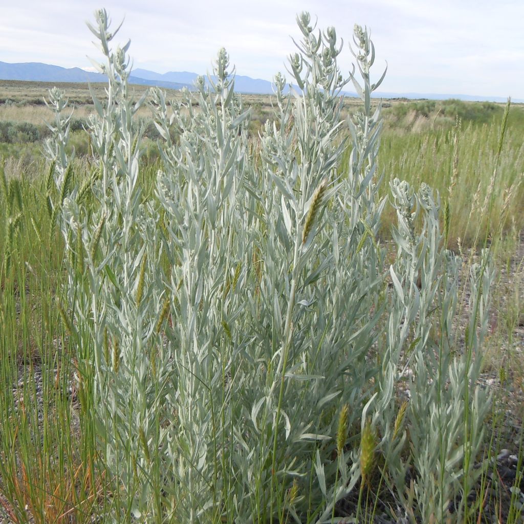 Artemisia ludoviciana subsp. ludoviciana var. latiloba