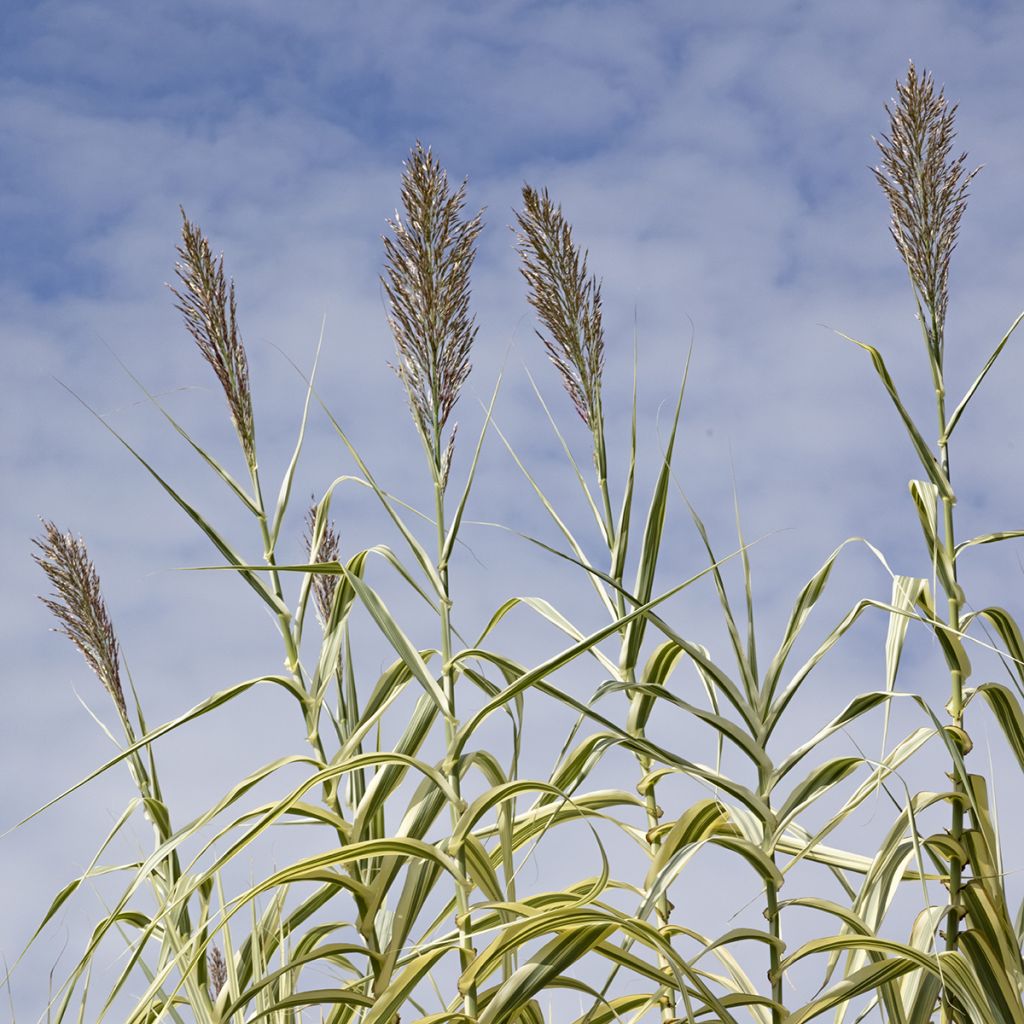 Arundo donax Aureovariegata