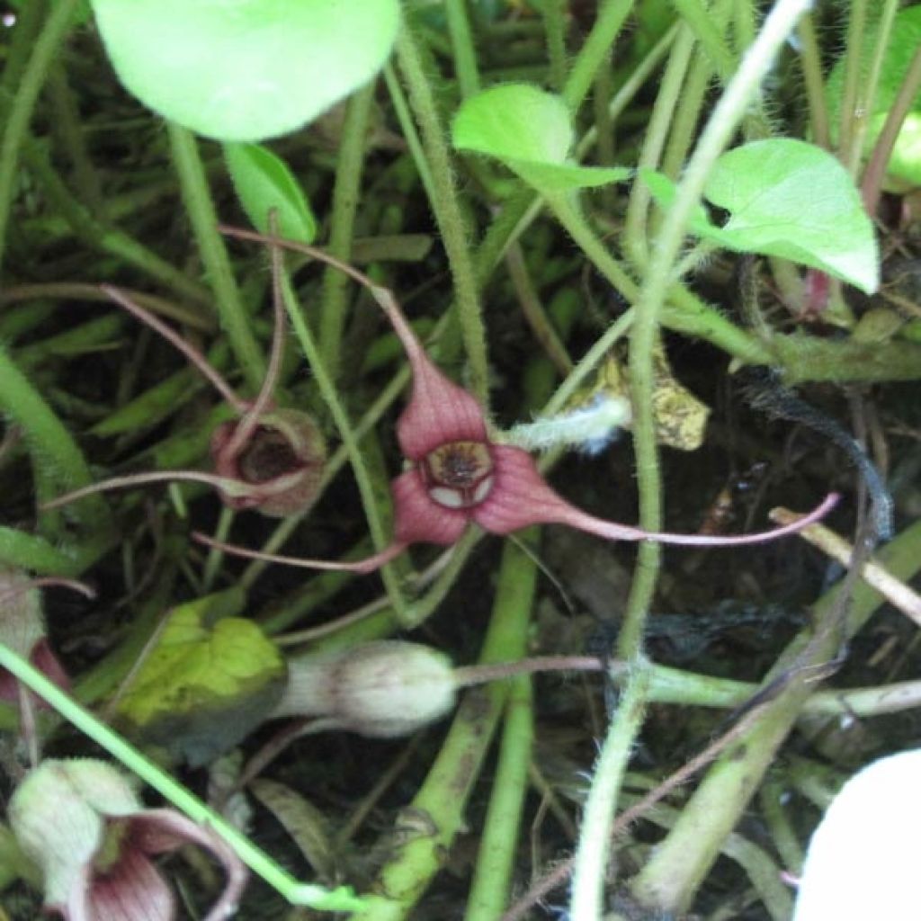 Asarum caudatum