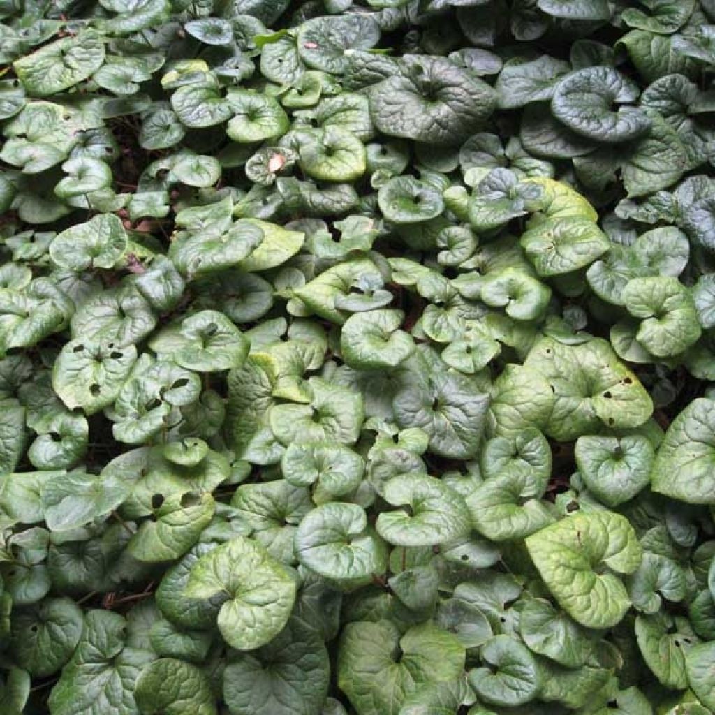 Asarum caudatum