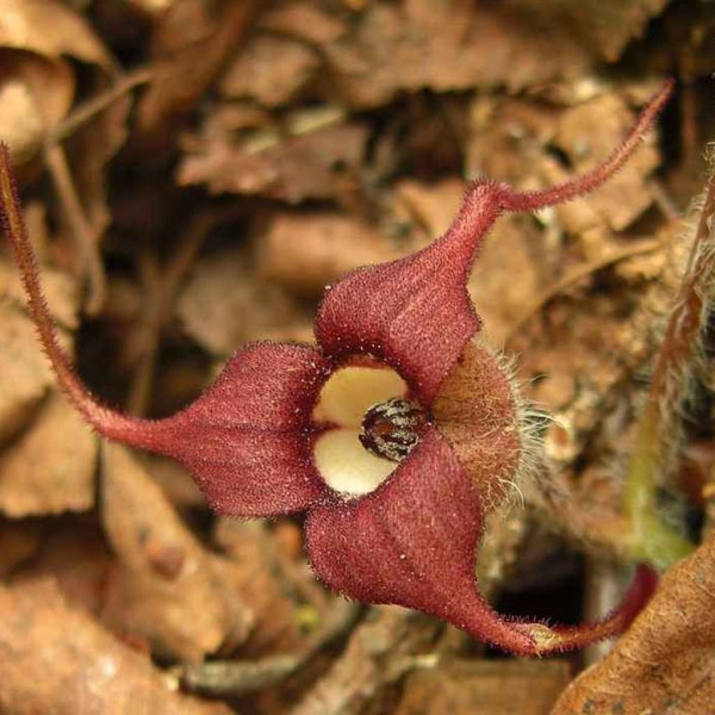 Asarum caudatum