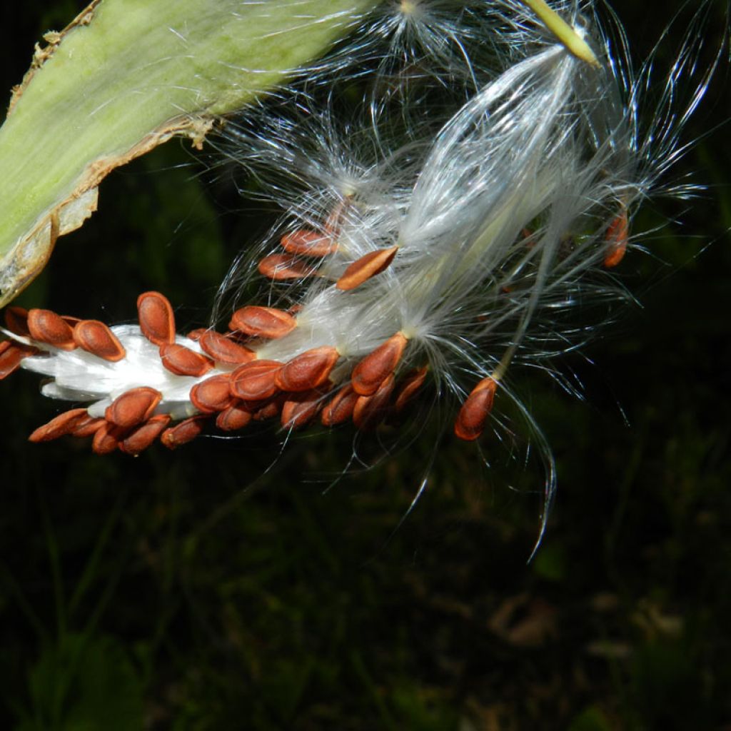 Asclepias curassavica - Milkweed