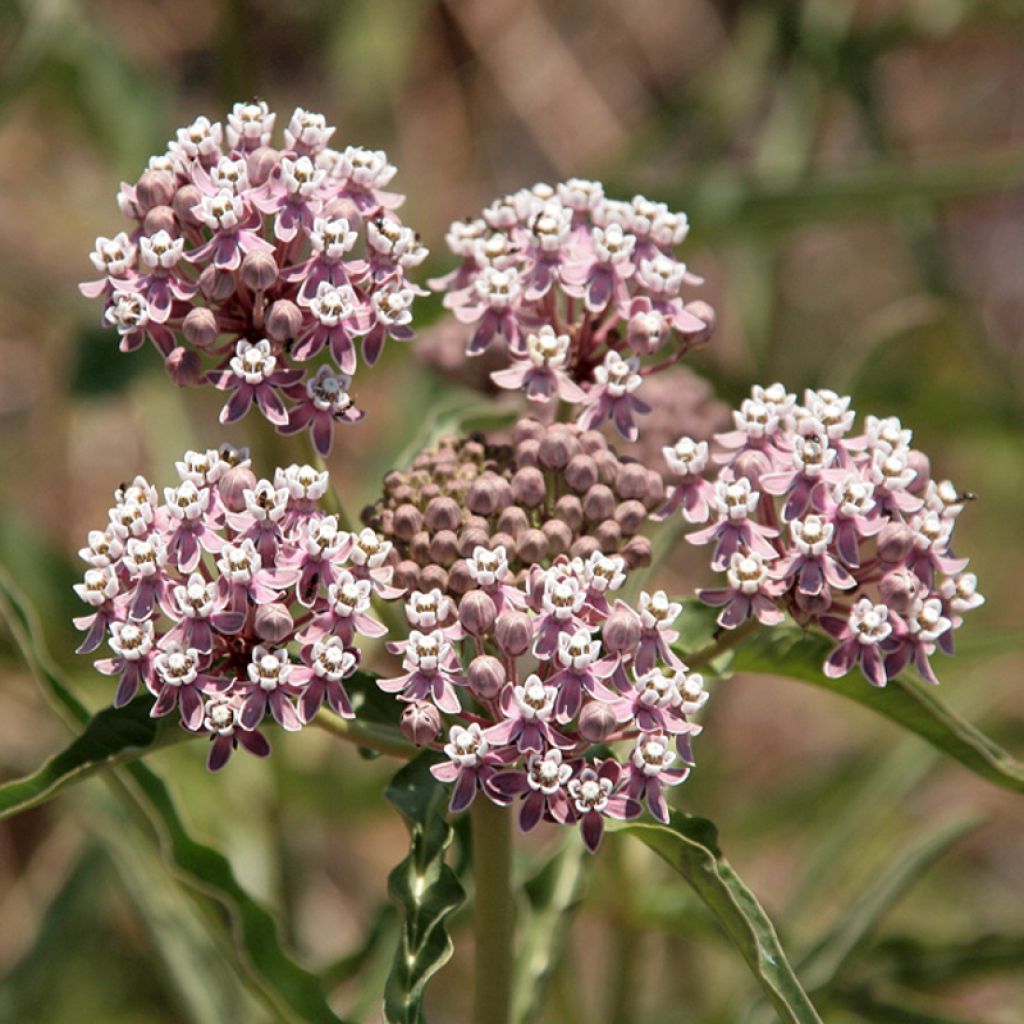 Asclepias fascicularis - Milkweed