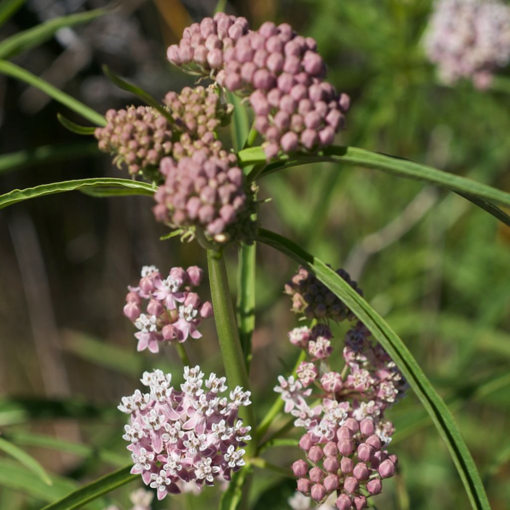 Asclepias fascicularis - Milkweed