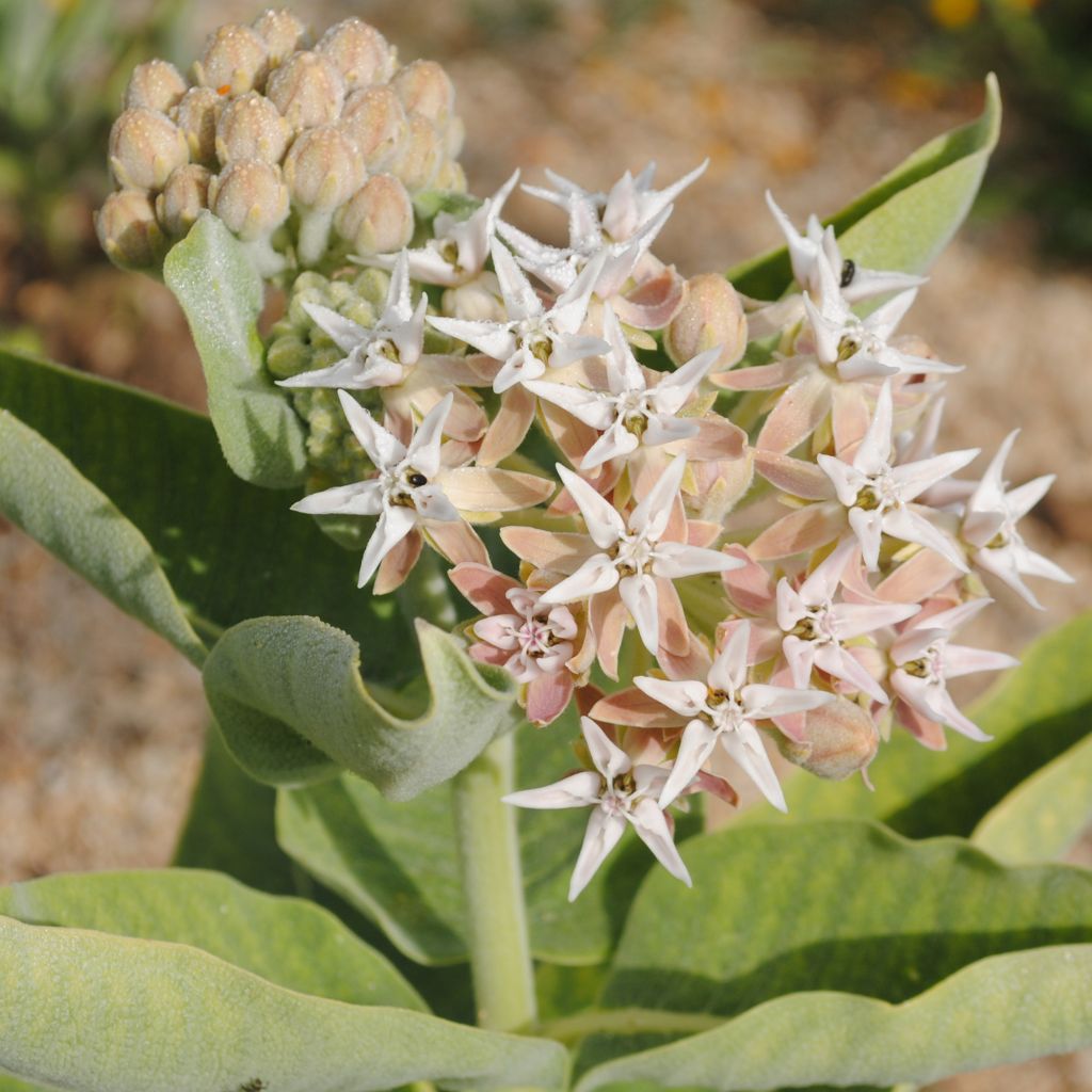Asclepias speciosa - Milkweed