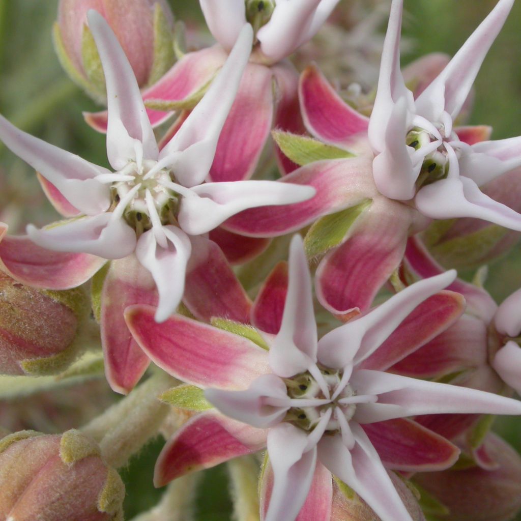 Asclepias speciosa - Milkweed