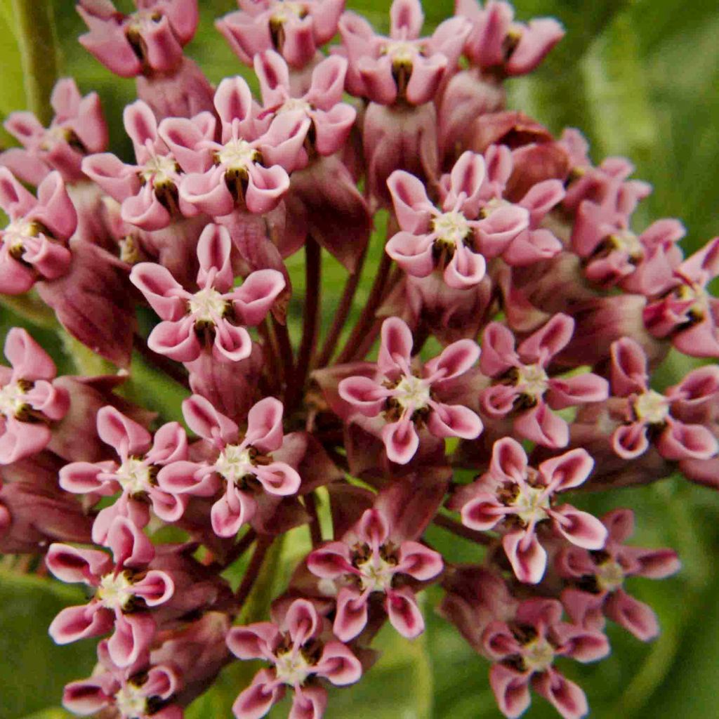 Asclepias sullivantii - Milkweed