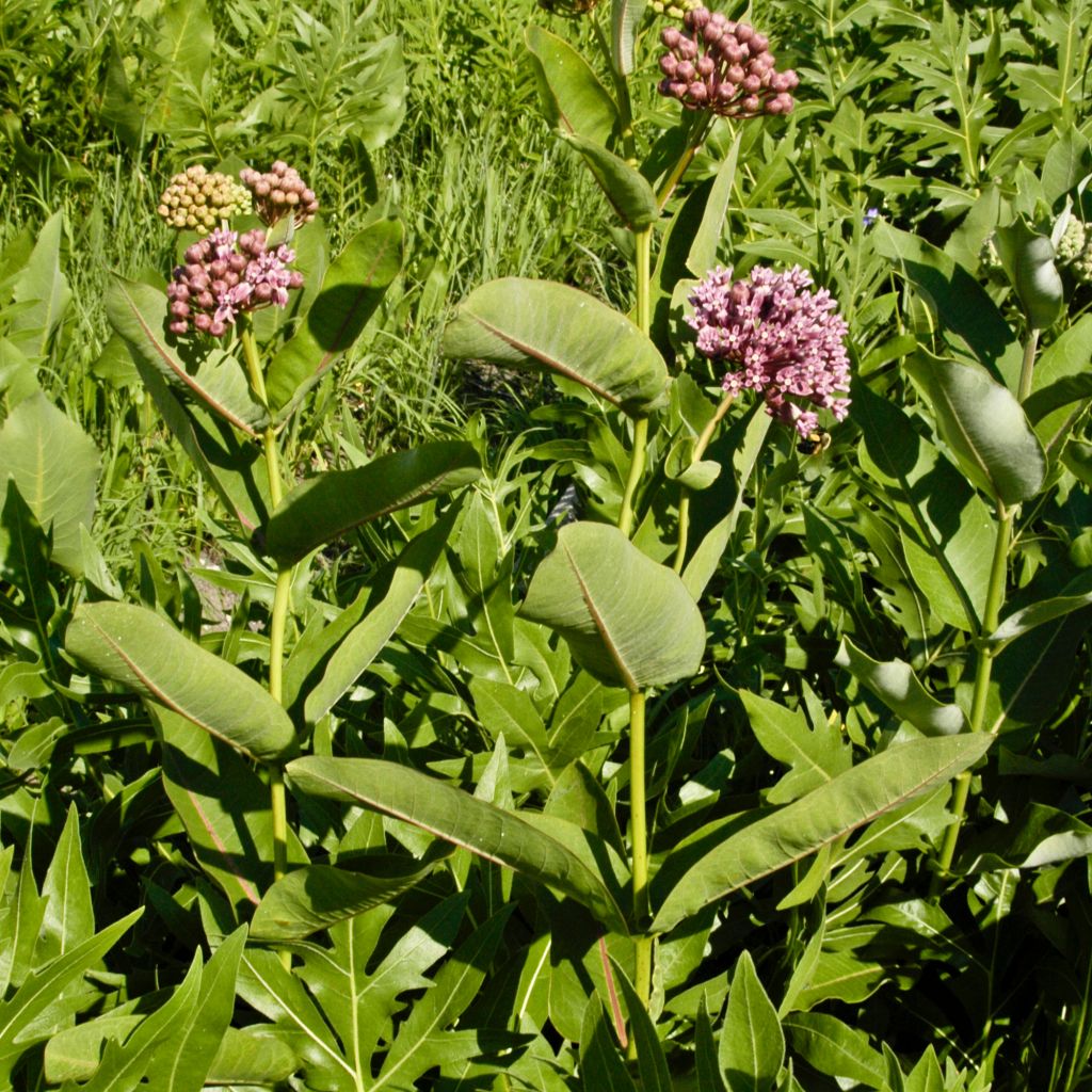 Asclepias sullivantii - Milkweed