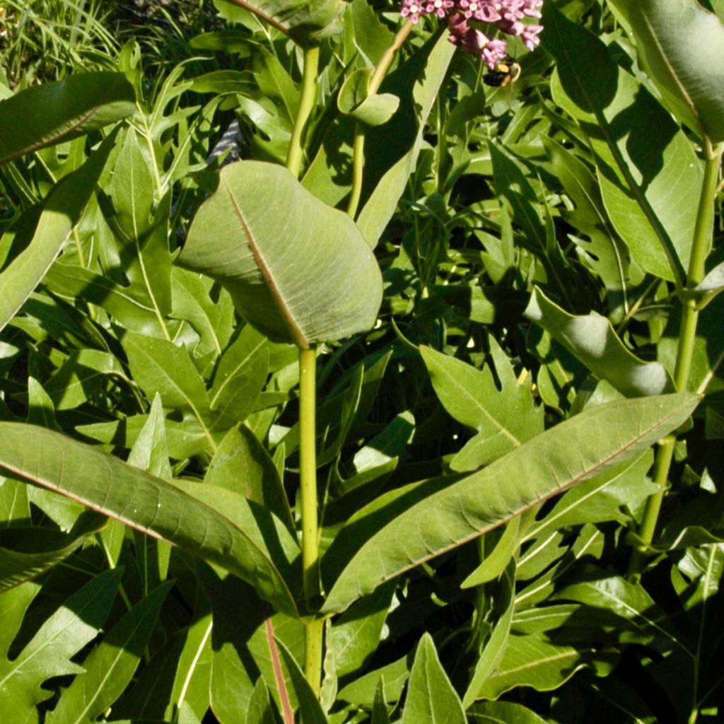 Asclepias sullivantii - Milkweed