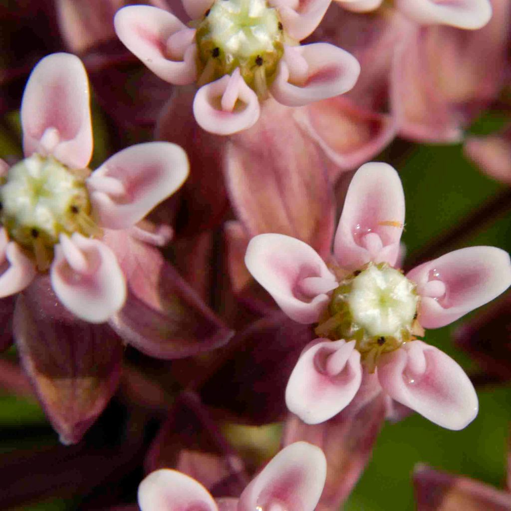 Asclepias sullivantii - Milkweed