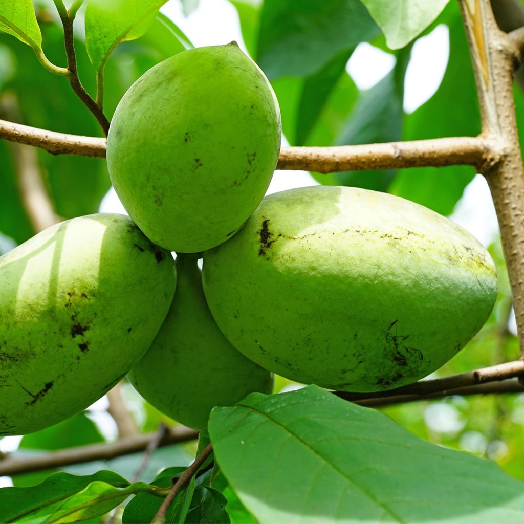 Asimina triloba Wells - Pawpaw