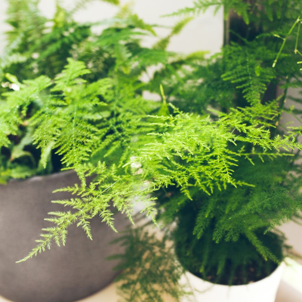 Asparagus plumosus - Fern asparagusumosa