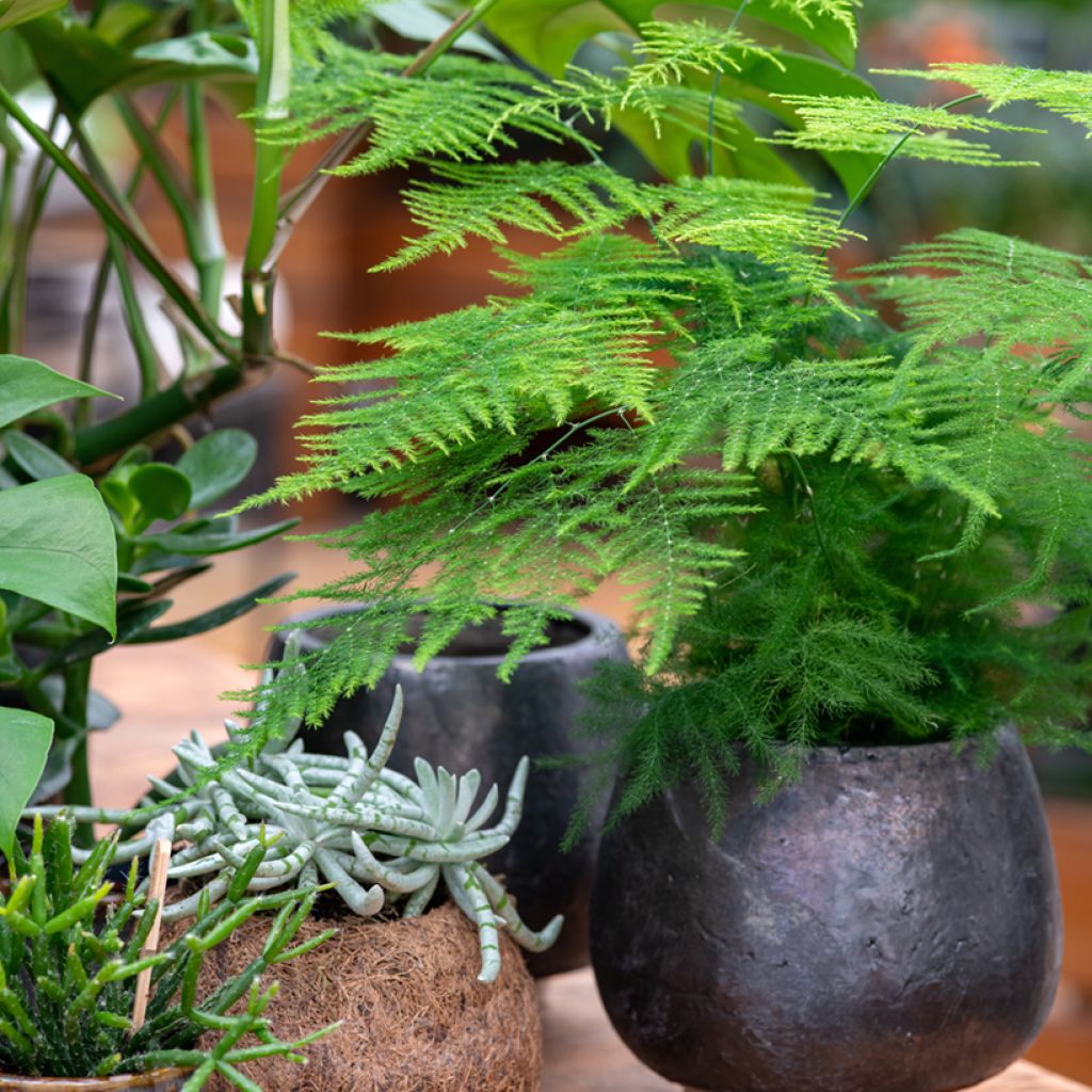 Asparagus plumosus - Fern asparagusumosa